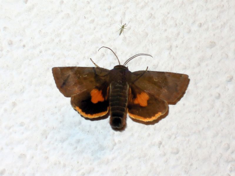 Noctua cfr. janthina